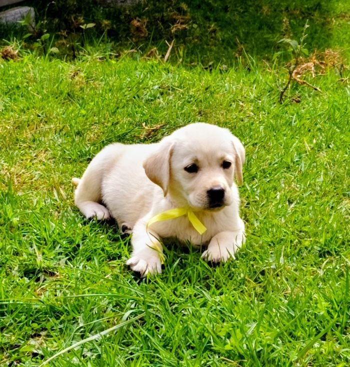 DogsIndia.com  Labrador Retriever  Nishmaar's Kennel