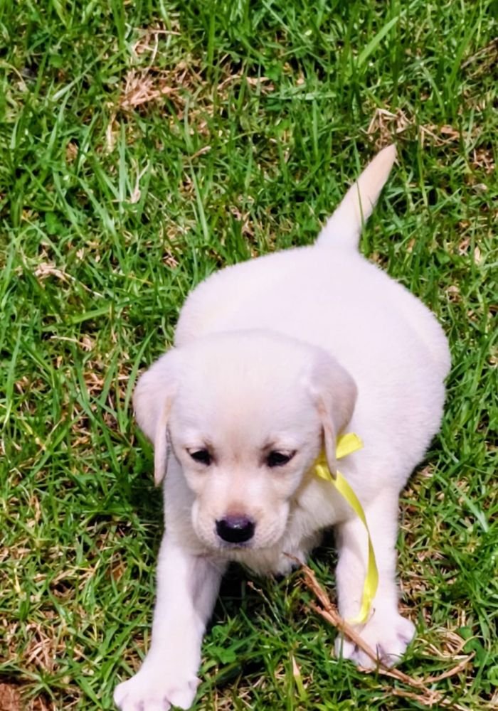 DogsIndia.com  Labrador Retriever  Nishmaar's Kennel