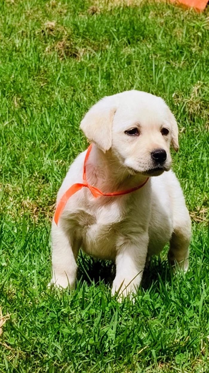 DogsIndia.com  Labrador Retriever  Nishmaar's Kennel