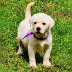 DogsIndia.com  Labrador Retriever  Nishmaar's Kennel