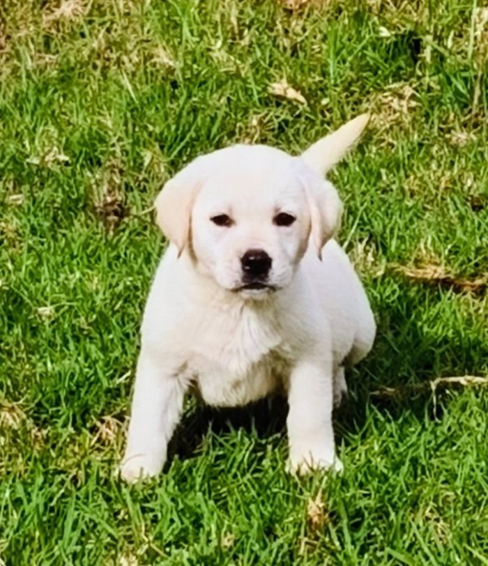 DogsIndia.com  Labrador Retriever  Nishmaar's Kennel