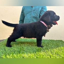 DogsIndia.com - Labrador Retriever - Sunflame Labradors - Rajan
