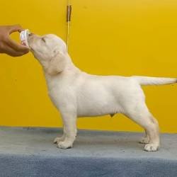 DogsIndia.com - Labrador Retriever - Sunflame Labradors - Rajan