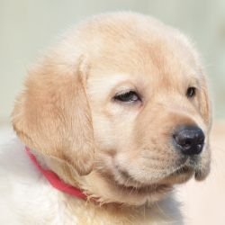 DogsIndia.com - Labrador - Udaya - Asurakulam 