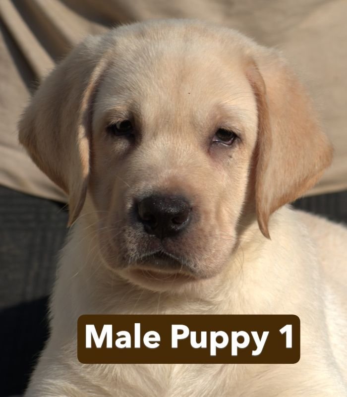 DogsIndia.com - Labrador - Udaya - Asurakulam 