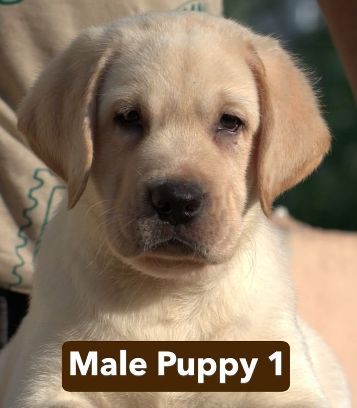 DogsIndia.com - Labrador - Udaya - Asurakulam 