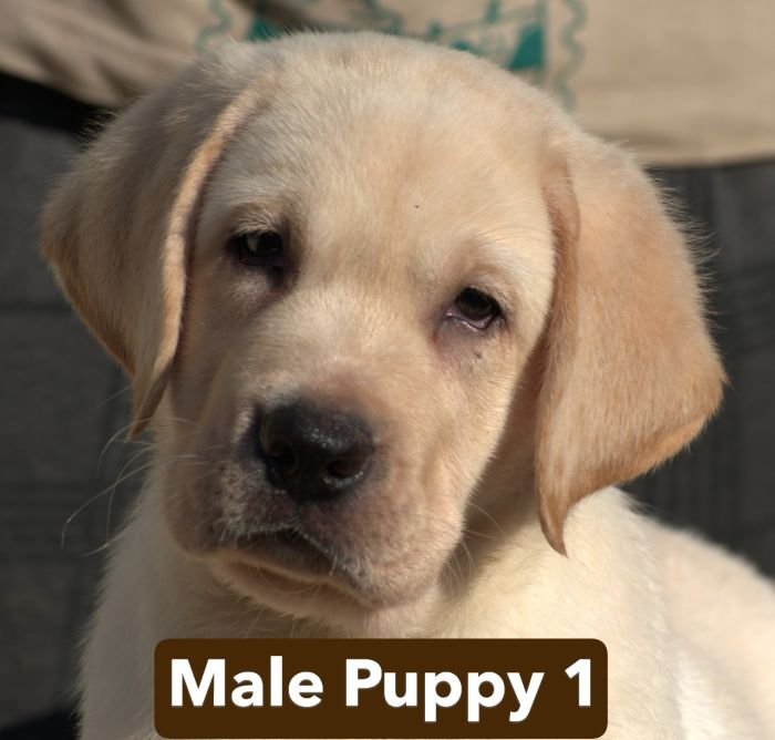 DogsIndia.com - Labrador - Udaya - Asurakulam 