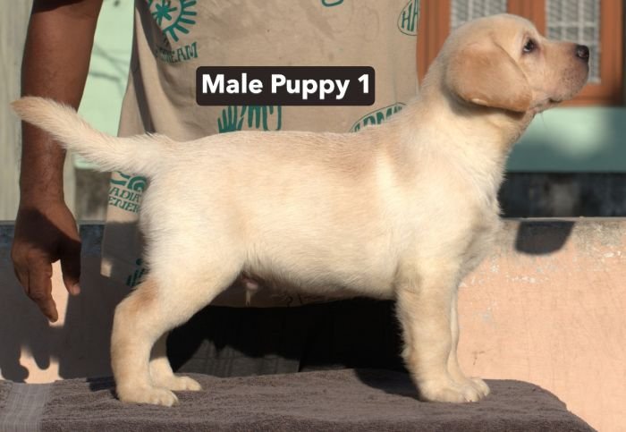 DogsIndia.com - Labrador - Udaya - Asurakulam 