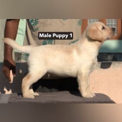 DogsIndia.com - Labrador - Udaya - Asurakulam 