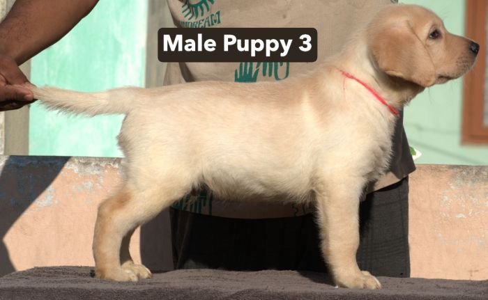 DogsIndia.com - Labrador - Udaya - Asurakulam 