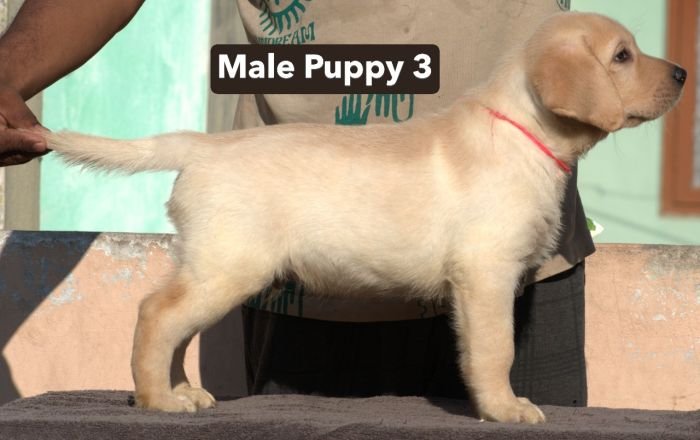 DogsIndia.com - Labrador - Udaya - Asurakulam 