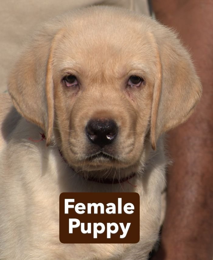 DogsIndia.com - Labrador - Udaya - Asurakulam 