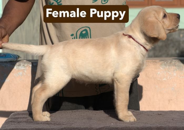 DogsIndia.com - Labrador - Udaya - Asurakulam 