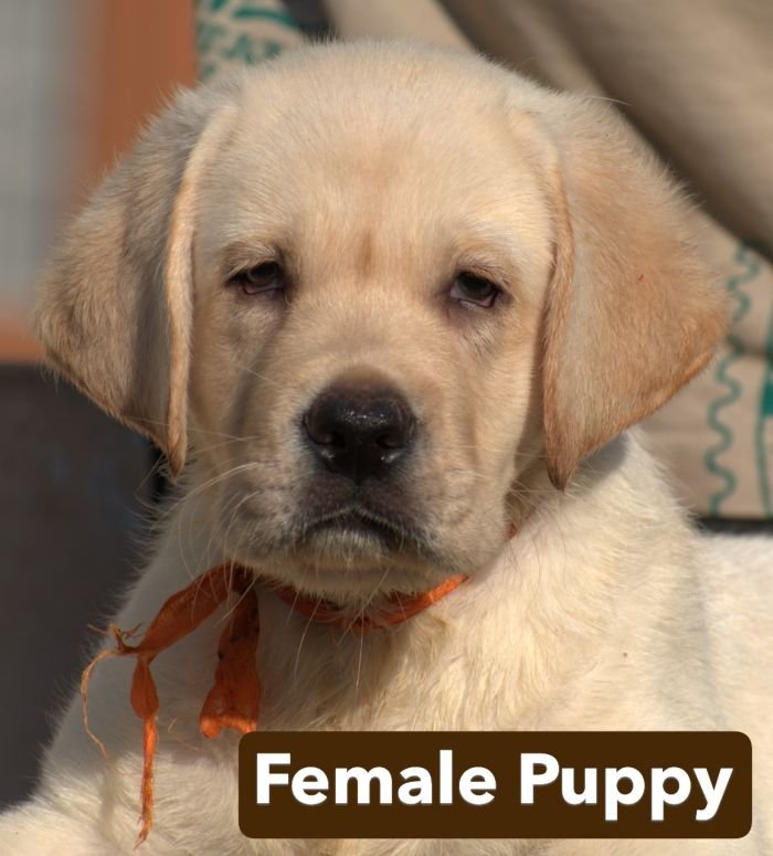 DogsIndia.com - Labrador - Udaya - Asurakulam 