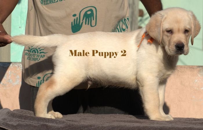 DogsIndia.com - Labrador - Udaya - Asurakulam 