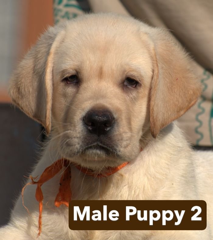 DogsIndia.com - Labrador - Udaya - Asurakulam 