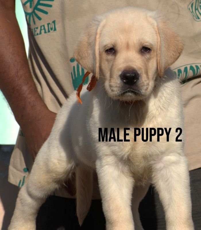 DogsIndia.com - Labrador - Udaya - Asurakulam 