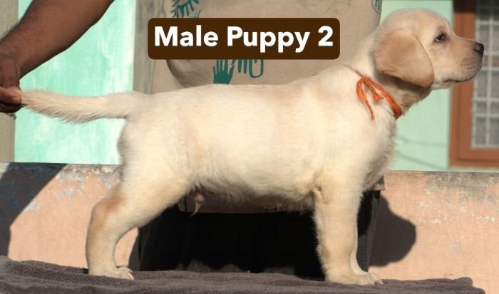 DogsIndia.com - Labrador - Udaya - Asurakulam 
