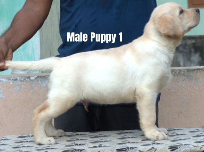 DogsIndia.com - Labrador - Udaya - Asurakulam 
