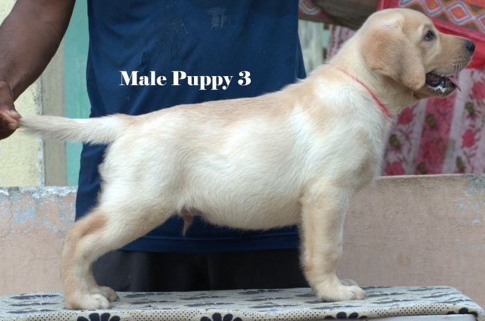 DogsIndia.com - Labrador - Udaya - Asurakulam 