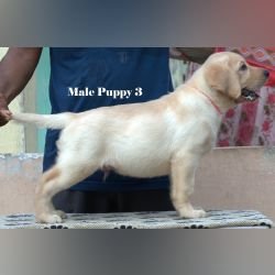 DogsIndia.com - Labrador - Udaya - Asurakulam