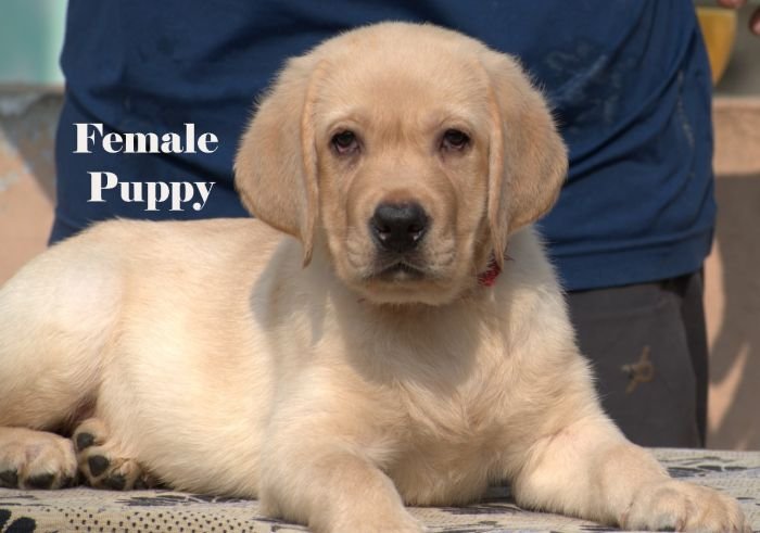 DogsIndia.com - Labrador - Udaya - Asurakulam 