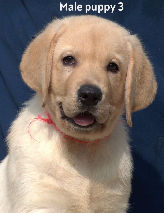 DogsIndia.com - Labrador - Udaya - Asurakulam 