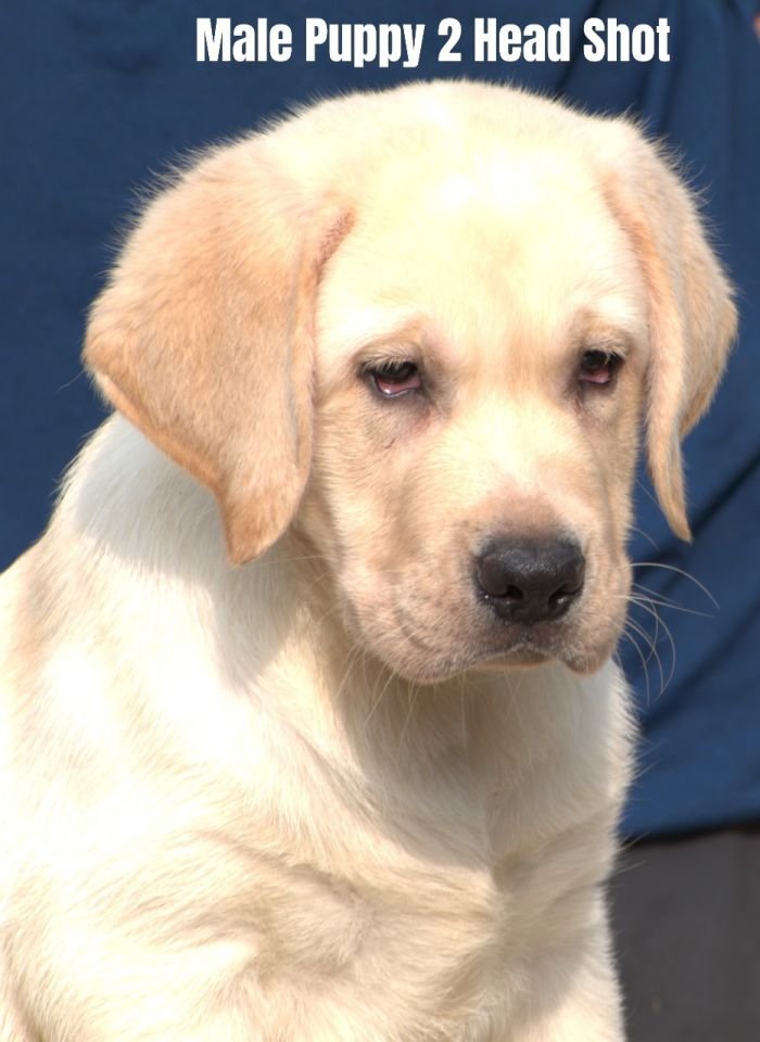 DogsIndia.com - Labrador - Udaya - Asurakulam 