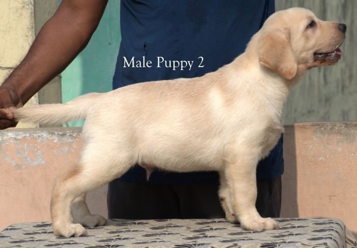 DogsIndia.com - Labrador - Udaya - Asurakulam 