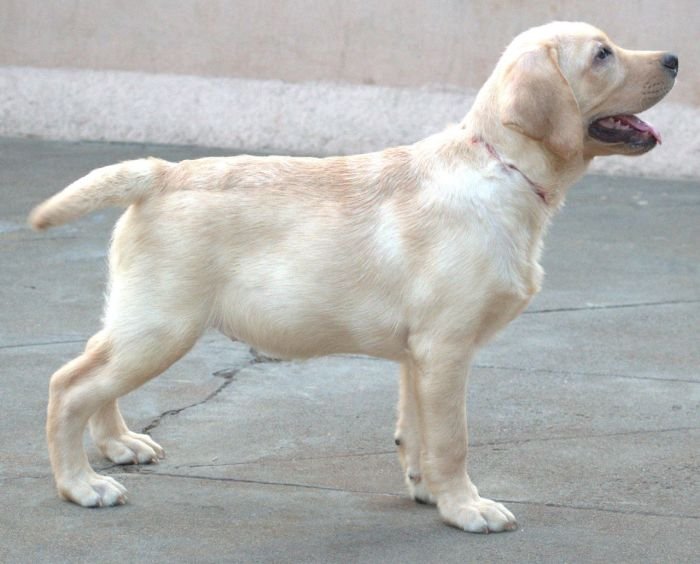 DogsIndia.com - Labrador - Udaya - Asurakulam 