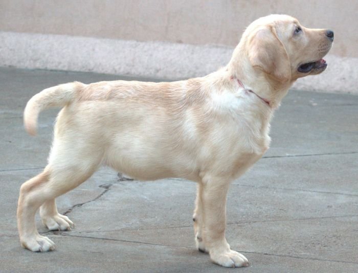 DogsIndia.com - Labrador - Udaya - Asurakulam 