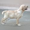 DogsIndia.com - Labrador - Udaya - Asurakulam 