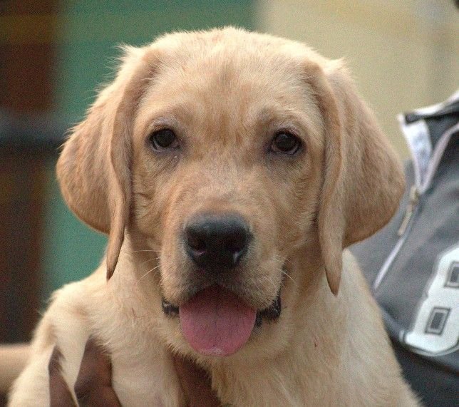 DogsIndia.com - Labrador - Udaya - Asurakulam 