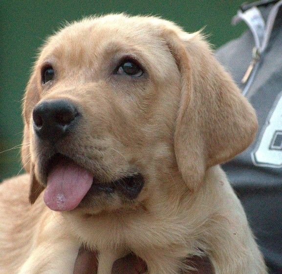 DogsIndia.com - Labrador - Udaya - Asurakulam 