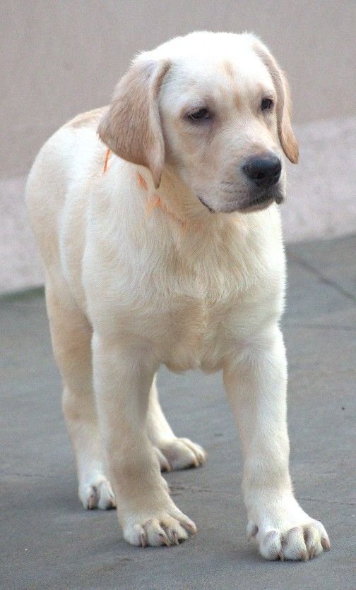 DogsIndia.com - Labrador - Udaya - Asurakulam 