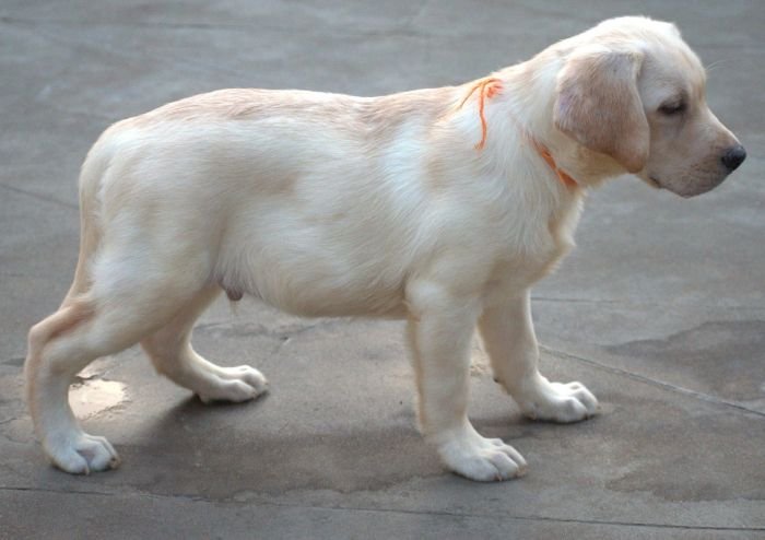 DogsIndia.com - Labrador - Udaya - Asurakulam 