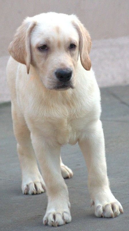 DogsIndia.com - Labrador - Udaya - Asurakulam 