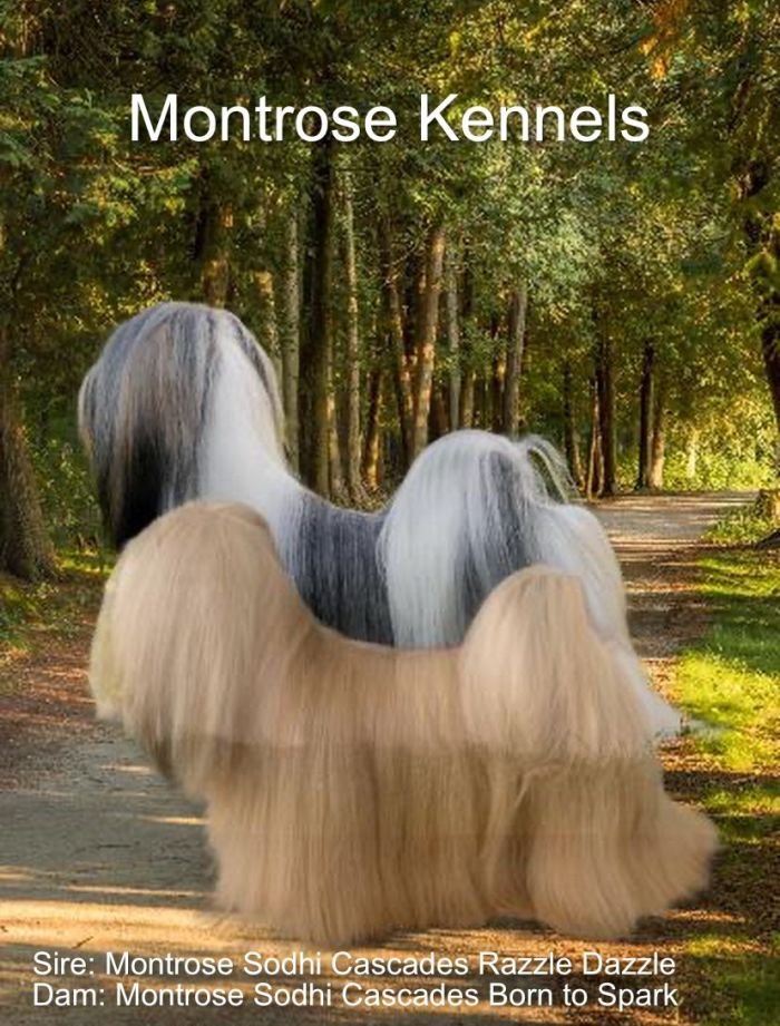 DogsIndia.com - Lahasa Apso - Montrose Kennel