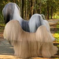 DogsIndia.com - Lahasa Apso - Montrose Kennel