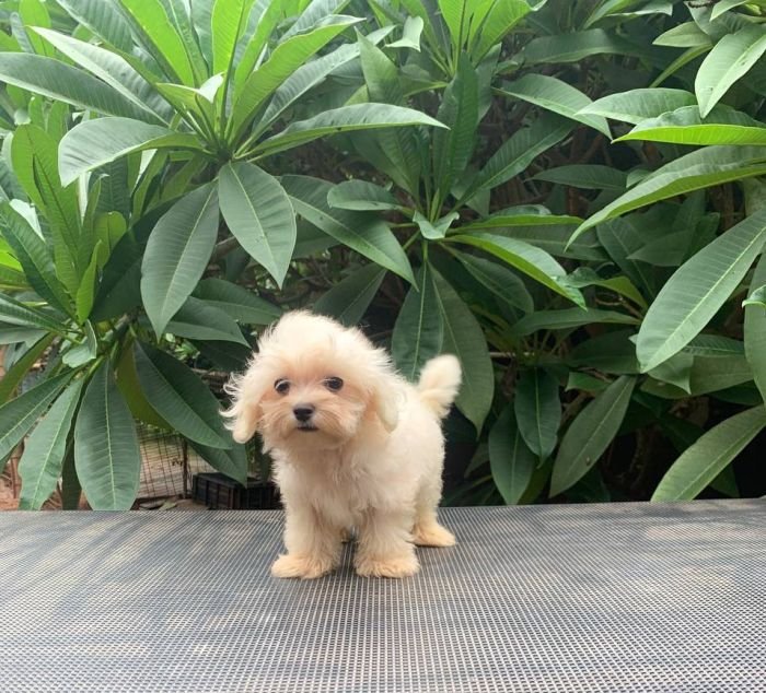 DogsIndia.com - Maltese Terrier - Derick