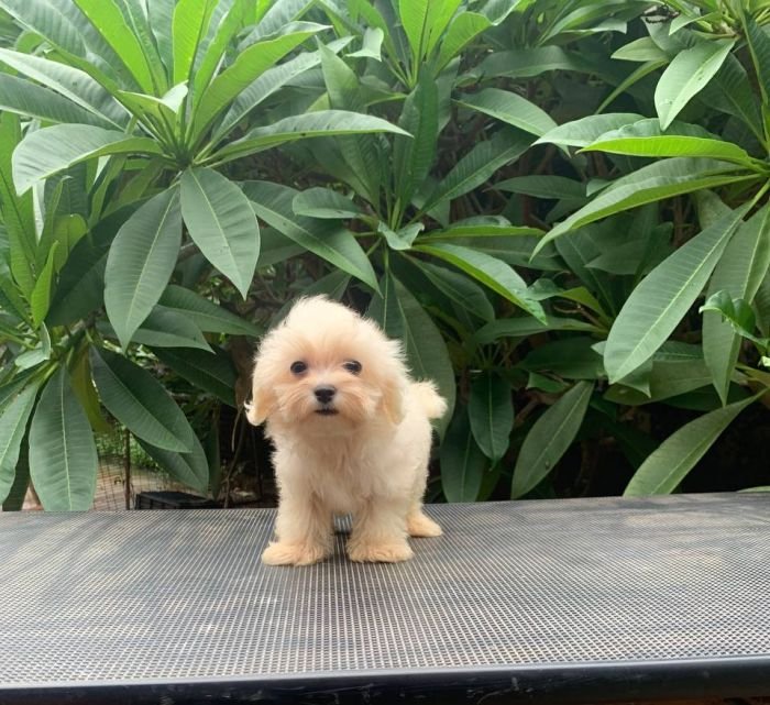 DogsIndia.com - Maltese Terrier - Derick