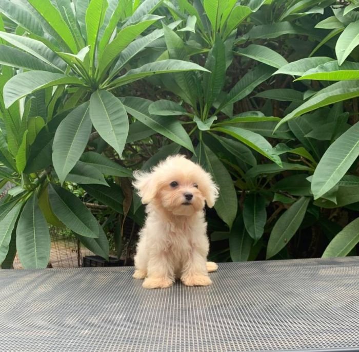 DogsIndia.com - Maltese Terrier - Derick