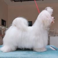 DogsIndia.com - Maltese - Vikram Shreyas