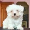 DogsIndia.com - Maltese - Vikram Shreyas