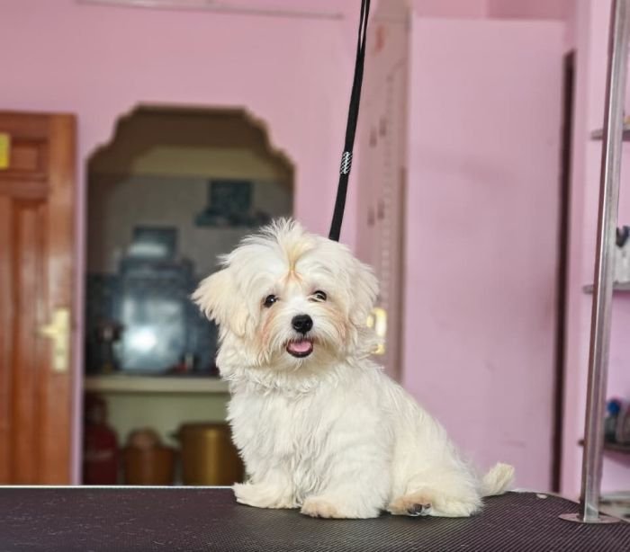 DogsIndia.com - Maltese - Vikram Shreyas