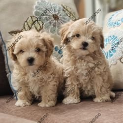 DogsIndia.com - Maltipoo - Sanrams