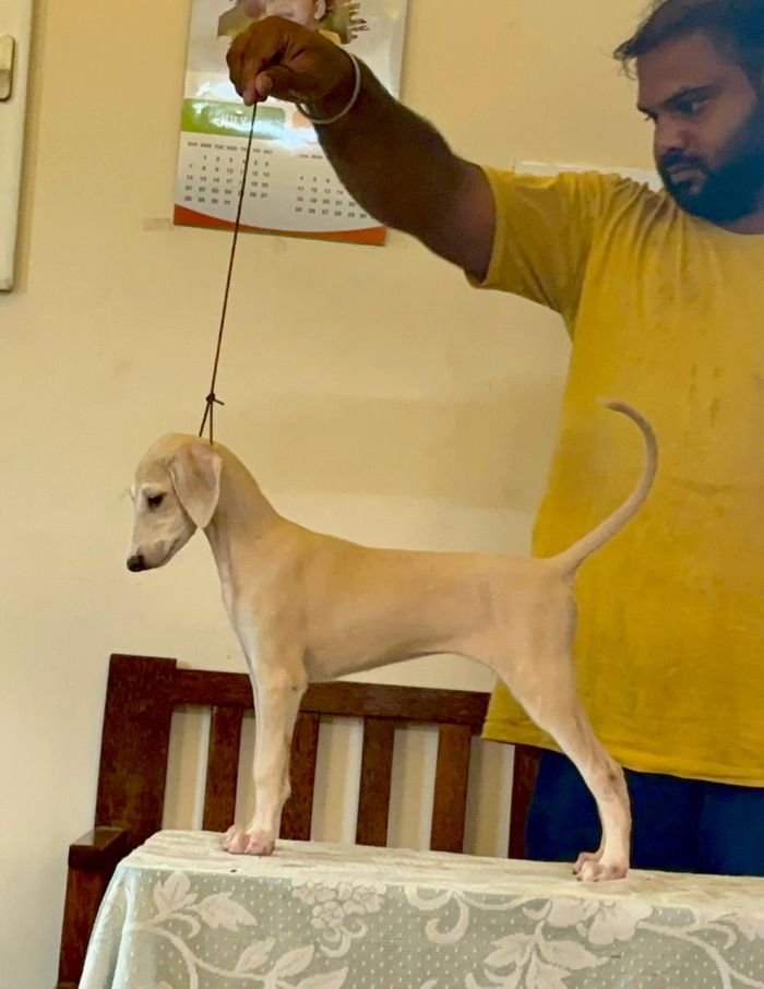 DogsIndia.com - Mudhol Hound - Radan