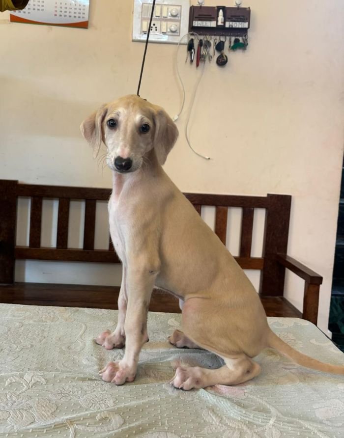 DogsIndia.com - Mudhol Hound - Radan