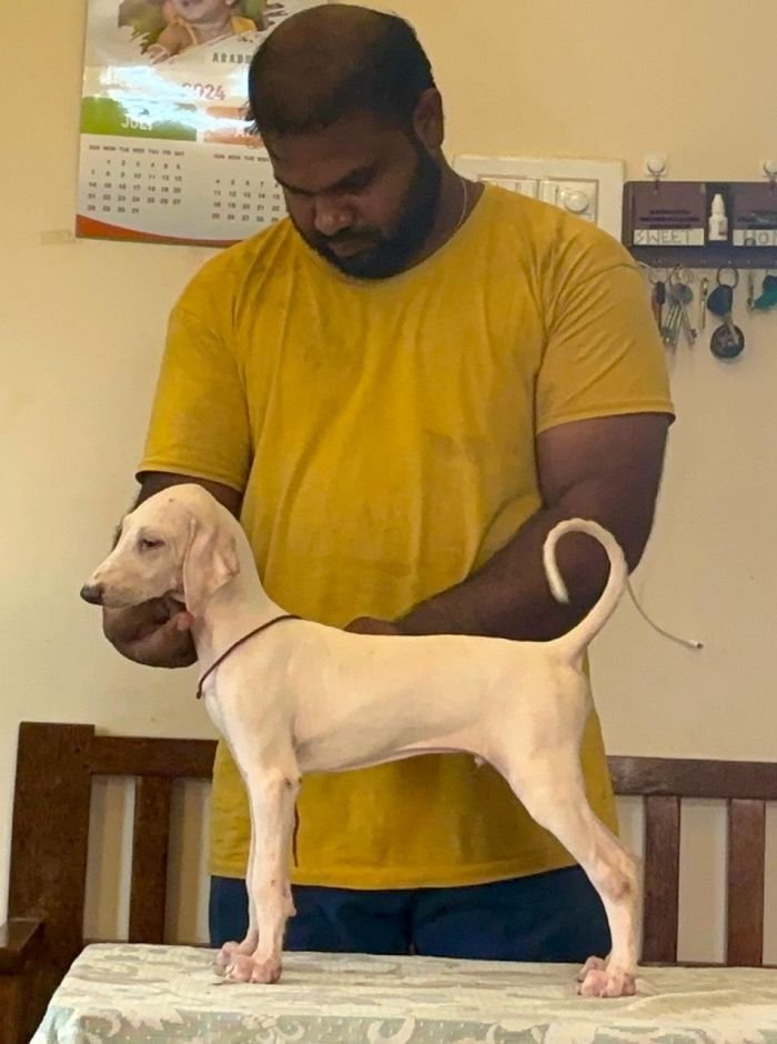 DogsIndia.com - Mudhol Hound - Radan