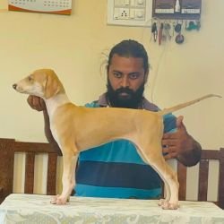 DogsIndia.com - Mudhol Hound - Radan